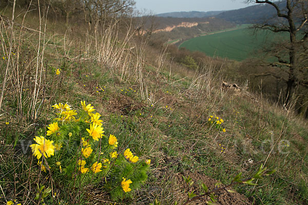 Frühlings-Adonisröschen (Adonis vernalis)