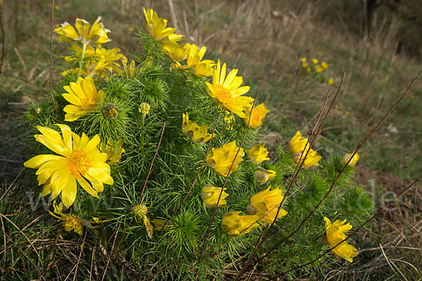 Frühlings-Adonisröschen (Adonis vernalis)