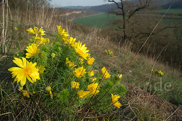 Frühlings-Adonisröschen (Adonis vernalis)