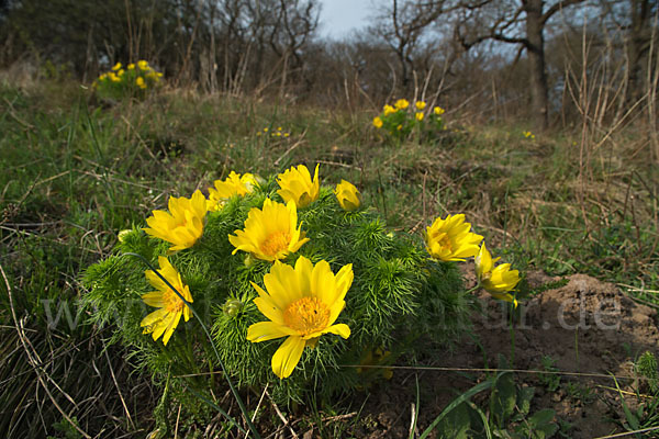 Frühlings-Adonisröschen (Adonis vernalis)