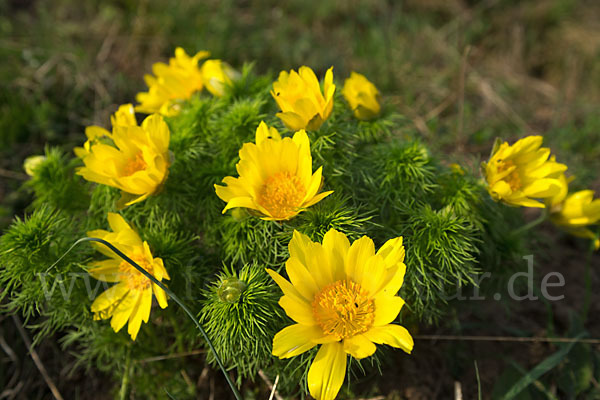 Frühlings-Adonisröschen (Adonis vernalis)