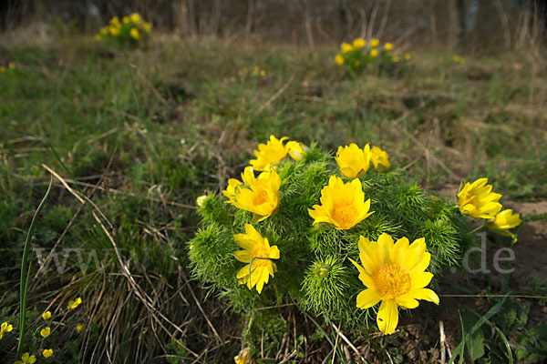 Frühlings-Adonisröschen (Adonis vernalis)