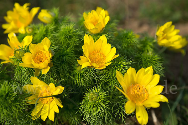 Frühlings-Adonisröschen (Adonis vernalis)