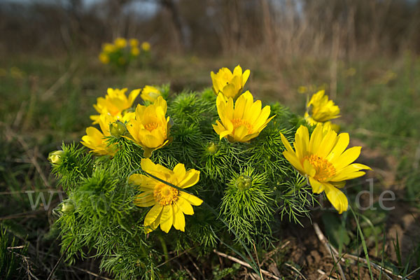 Frühlings-Adonisröschen (Adonis vernalis)