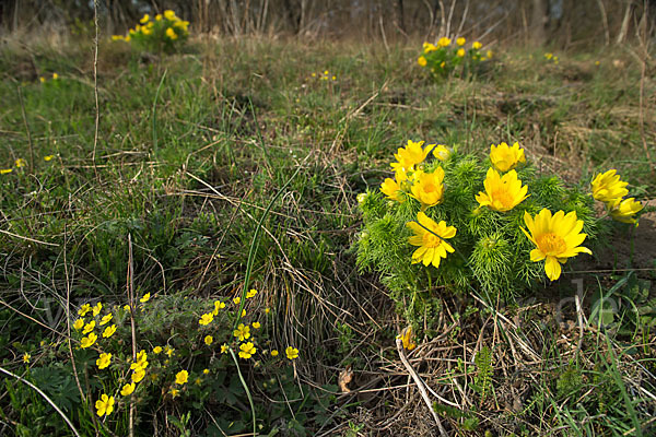 Frühlings-Adonisröschen (Adonis vernalis)