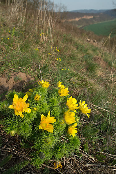 Frühlings-Adonisröschen (Adonis vernalis)