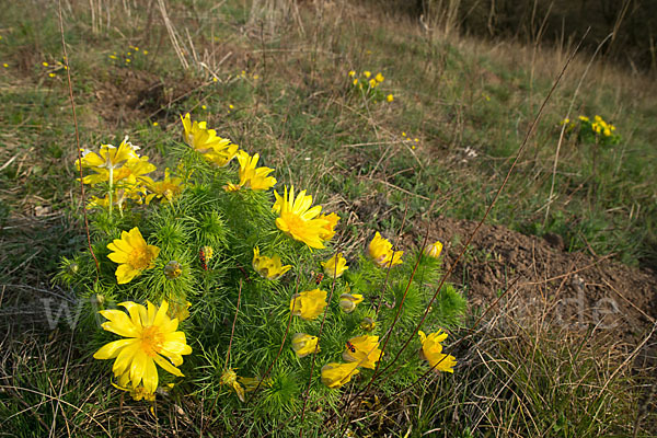 Frühlings-Adonisröschen (Adonis vernalis)