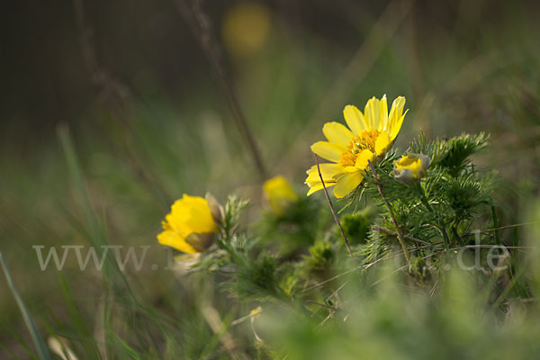 Frühlings-Adonisröschen (Adonis vernalis)