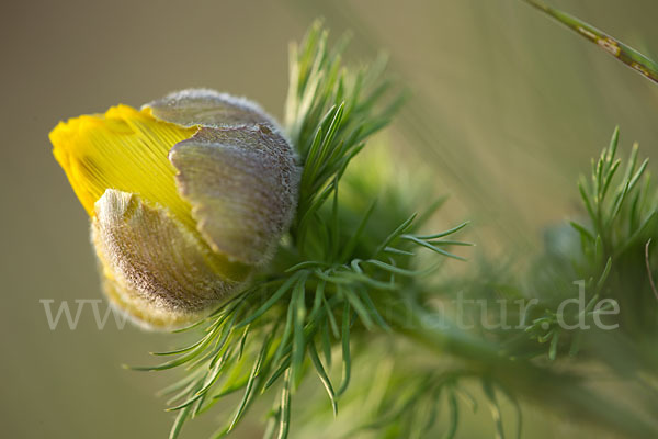 Frühlings-Adonisröschen (Adonis vernalis)