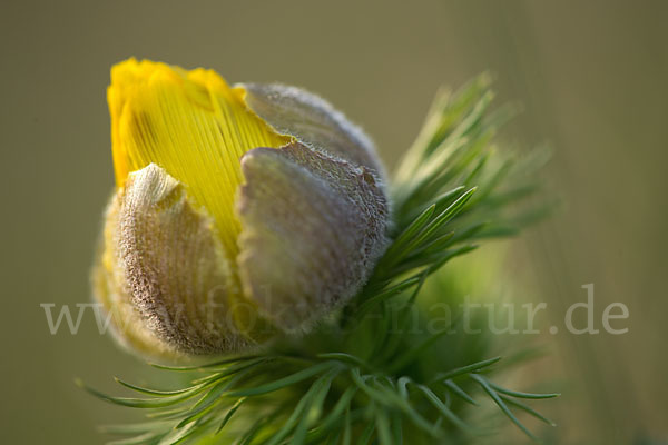 Frühlings-Adonisröschen (Adonis vernalis)