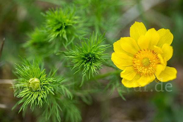 Frühlings-Adonisröschen (Adonis vernalis)