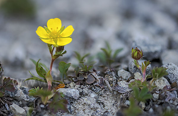 Frühlings-Fingerkraut (Potentilla tabernaemontani)