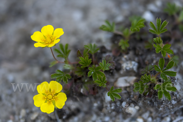 Frühlings-Fingerkraut (Potentilla tabernaemontani)