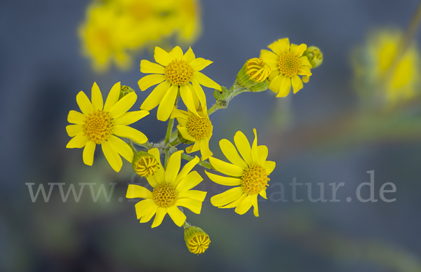 Frühlings-Greiskraut (Senecio vernalis)