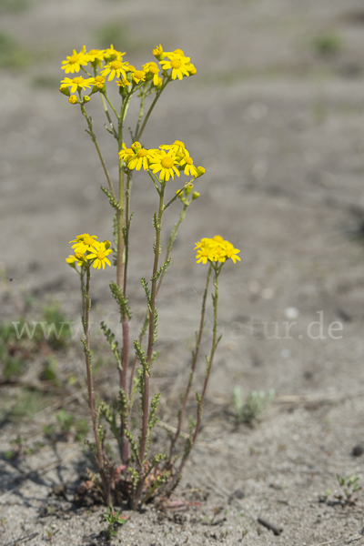 Frühlings-Greiskraut (Senecio vernalis)