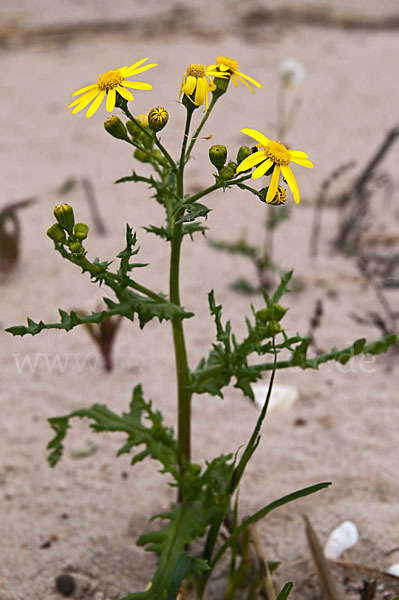 Frühlings-Greiskraut (Senecio vernalis)
