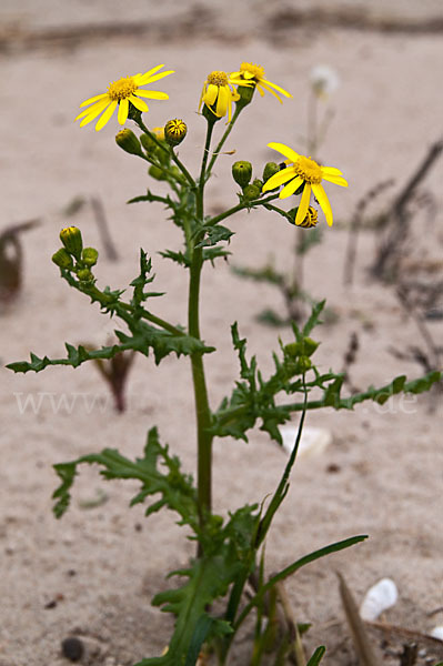 Frühlings-Greiskraut (Senecio vernalis)