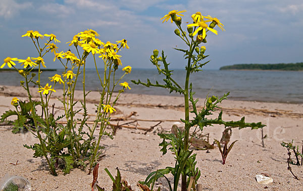 Frühlings-Greiskraut (Senecio vernalis)