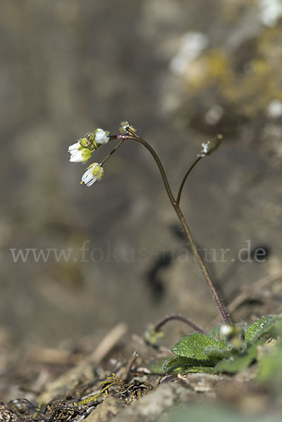 Frühlings-Hungerblümchen (Draba verna)