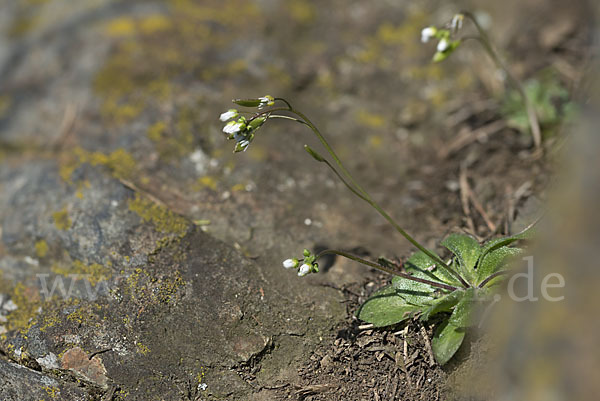 Frühlings-Hungerblümchen (Draba verna)