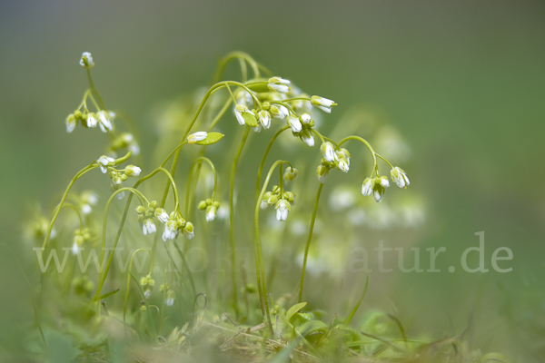 Frühlings-Hungerblümchen (Draba verna)