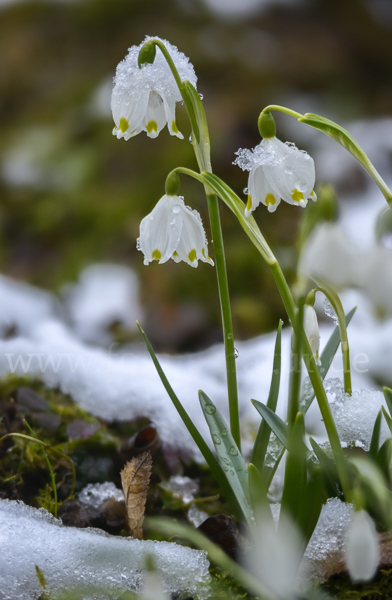 Frühlings-Knotenblume (Leucojum vernum)