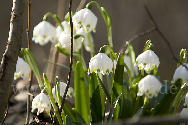 Frühlings-Knotenblume (Leucojum vernum)