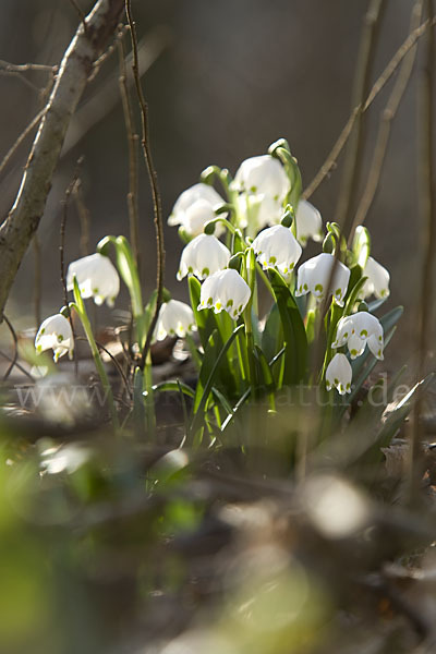 Frühlings-Knotenblume (Leucojum vernum)