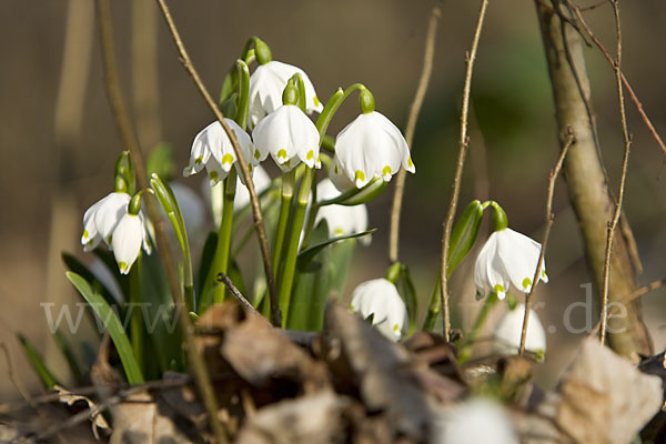 Frühlings-Knotenblume (Leucojum vernum)