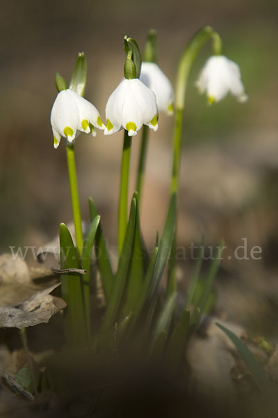 Frühlings-Knotenblume (Leucojum vernum)