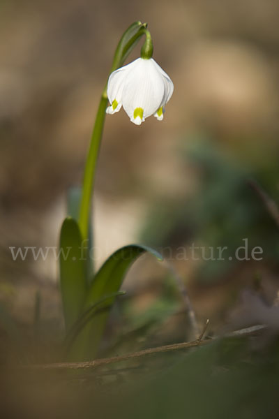 Frühlings-Knotenblume (Leucojum vernum)