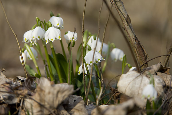 Frühlings-Knotenblume (Leucojum vernum)