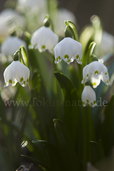 Frühlings-Knotenblume (Leucojum vernum)