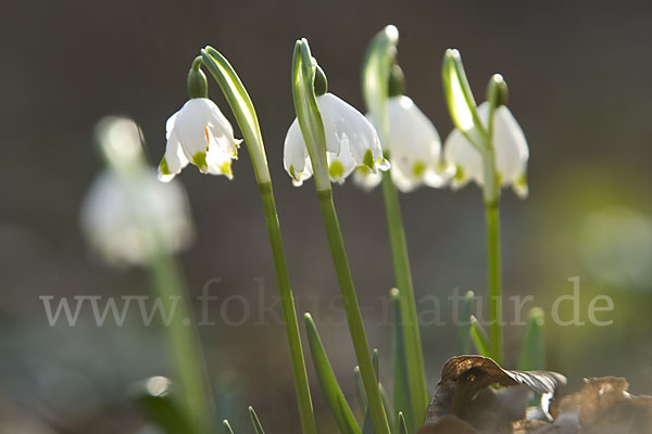 Frühlings-Knotenblume (Leucojum vernum)