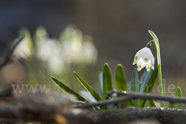 Frühlings-Knotenblume (Leucojum vernum)