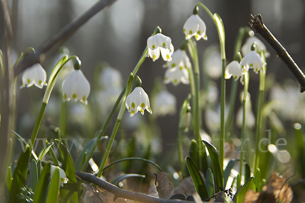 Frühlings-Knotenblume (Leucojum vernum)