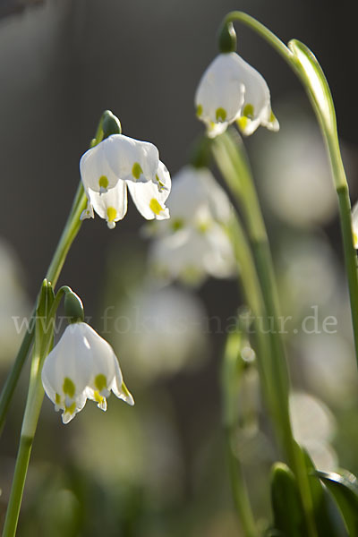 Frühlings-Knotenblume (Leucojum vernum)