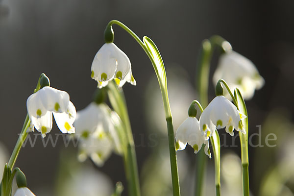 Frühlings-Knotenblume (Leucojum vernum)