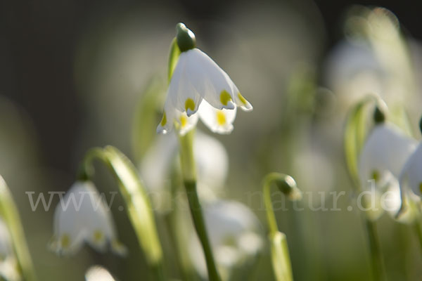 Frühlings-Knotenblume (Leucojum vernum)