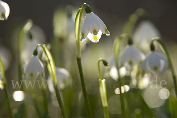 Frühlings-Knotenblume (Leucojum vernum)