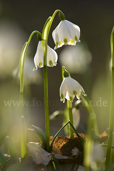 Frühlings-Knotenblume (Leucojum vernum)