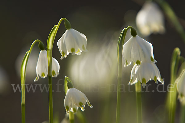 Frühlings-Knotenblume (Leucojum vernum)