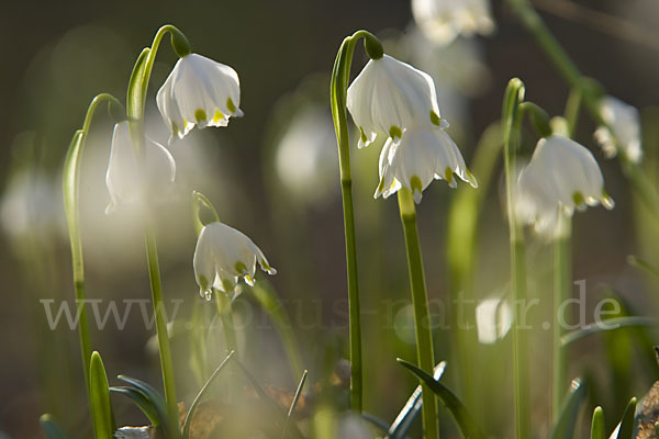 Frühlings-Knotenblume (Leucojum vernum)