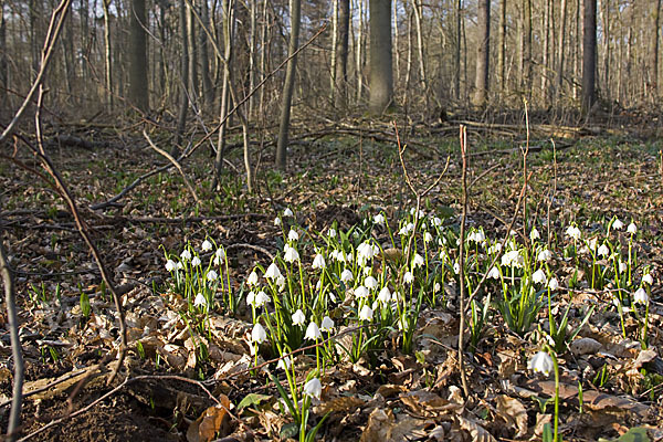 Frühlings-Knotenblume (Leucojum vernum)