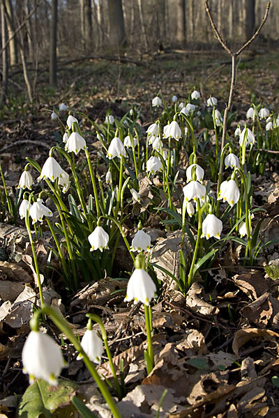 Frühlings-Knotenblume (Leucojum vernum)