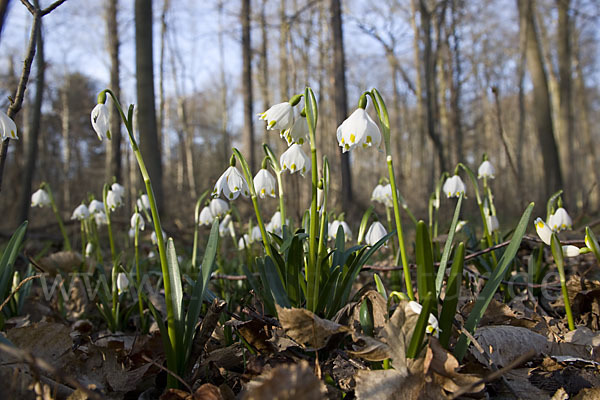 Frühlings-Knotenblume (Leucojum vernum)