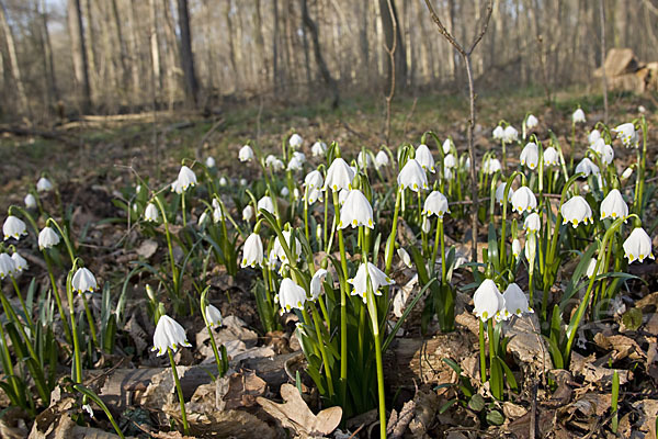 Frühlings-Knotenblume (Leucojum vernum)