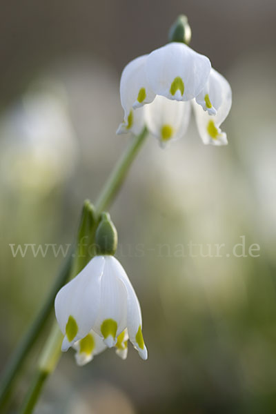 Frühlings-Knotenblume (Leucojum vernum)