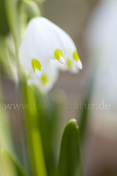 Frühlings-Knotenblume (Leucojum vernum)