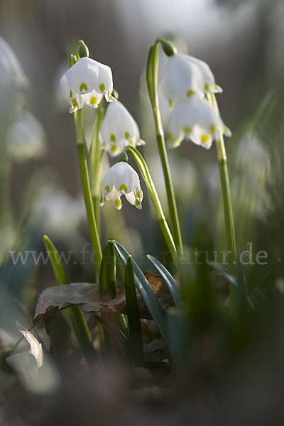 Frühlings-Knotenblume (Leucojum vernum)